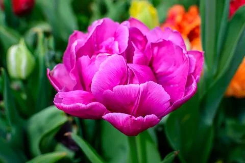 Close up of one large delicate double flowered pink tulip in full bloom in a  Foto stock