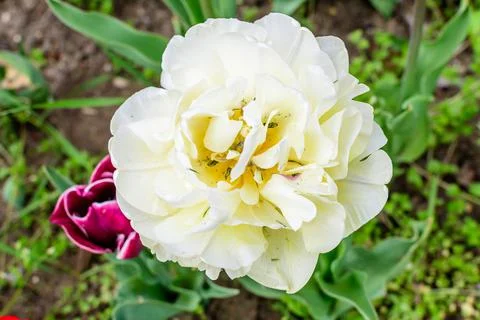 Close up of one large delicate double flowered white tulip in full bloom in a Stock Photos