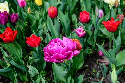Close up of one large delicate double flowered pink tulip in full bloom in a  Stock Photos