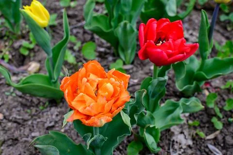 Close up of one large delicate double flowered orange and red tulip in full b Foto stock