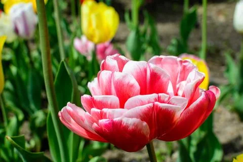 Close up of one large delicate double flowered red and white tulip in full .. Stock Photos