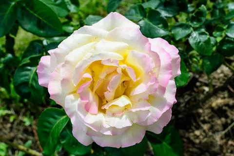 Close up of one large delicate pink and yellow rose in full bloom and green.. Stock Photos