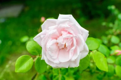 Close up of one large delicate white rose in full bloom and green leaves in.. Stock Photos