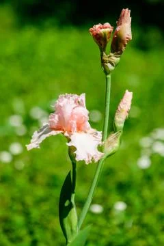Close up of one large light pink iris flower in a sunny spring garden Stock Photos