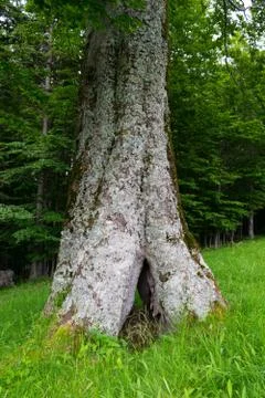 Close-up of one large split tree trunk and green forest in the background Stock Photos