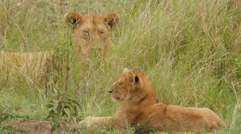 Close up of one large wild lioness with cub in Serengeti Tanzania Stock Footage 63143905