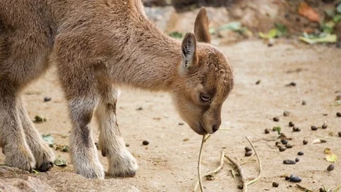 Close of one little cute mountain newborn goat goatling eating chewing twig Stock Footage 78125519