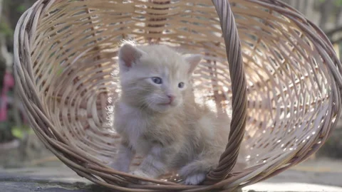 Close up of one month old yellow kitten inside a basket Stock Footage 143360267