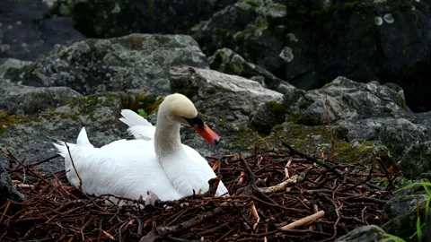 Close-up of of One Mute Swan hatching egg beside Lake Geneva in Switzerland. Stock Footage 336904587