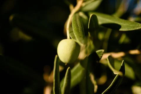 Close-Up Of One Olive Hanging From Branch Next To Leaves During Sunset Stock Photos