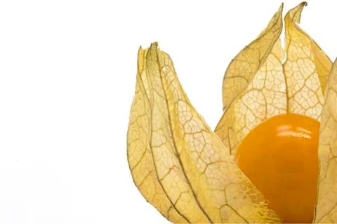 Close-up of one physalis fruit (Physalis peruviana) Foto stock