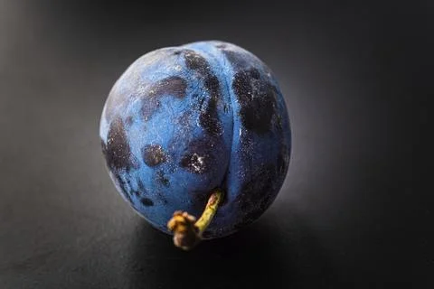 Close up of one plum fruit with copy space. Isolated background Foto stock