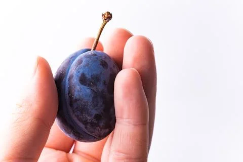 Close up of one plum fruit in hand with copy space Stock Photos