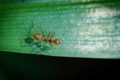 Close up One red ant on green leaf and black background Stock Photos