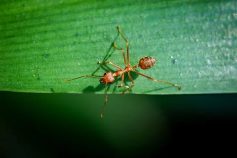 Close up One red ant on green leaf and black background Stock Photos
