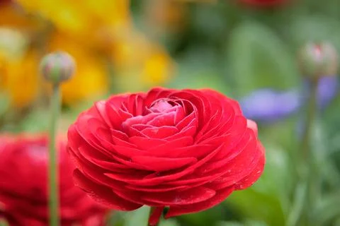 Close up of one red flower Stock Photos