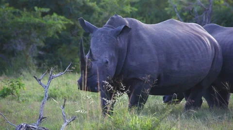 Close up of one rhino standing in grass Stock Footage 55836926