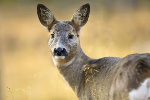 Close-up of one roe deer looking for enemies in the forest at fall Stock Photos