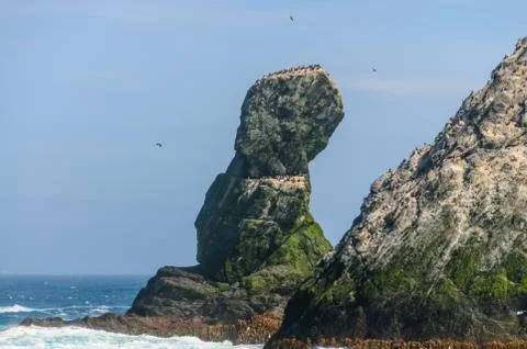 Close-up of one of the Shag Rocks Stock Photos