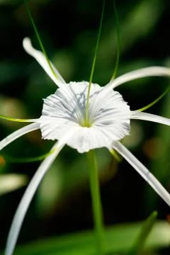 Close-up of one single round white flower blooming in green garden at day. Stock Photos