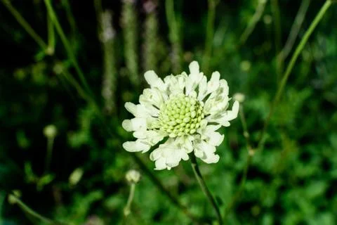 Close up of one small and delicate white flower of Tatarian cephalaria Stock Photos