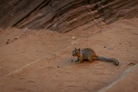 Close up of one squirrel be on alert on sandy step and looking to camera in Z Stock Photos