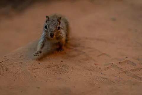 Close up of one squirrel goes a looking to camera focusing on muzzle in Zion  스톡 사진