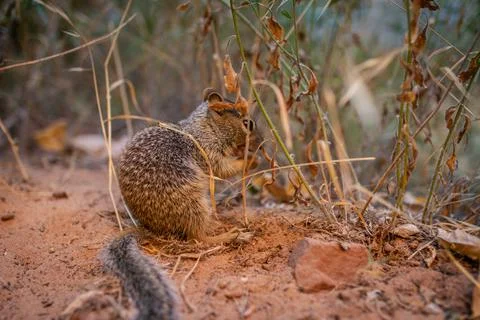 Close up of one squirrel standing, holding and eating food in Zion national p 스톡 사진