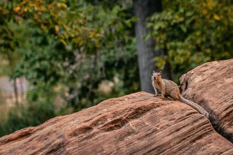 Close up of one squirrel standing on sandstone rock and looking to camera in  Stock Photos
