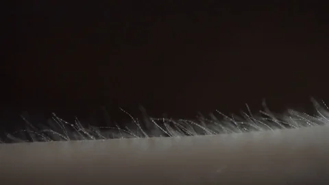 Close-up of one of the stages of the procedure for removing hair on the legs Stock Footage 118705566