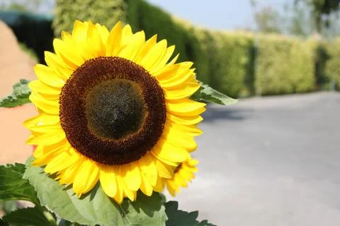 Close Up one sunflower Stock Photos