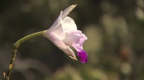 Close Up of One White and Purple Wild Flower 스톡 동영상 19269301