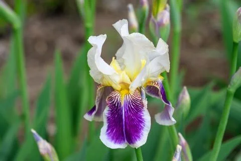 Close up of one white blue iris flower on green, in a sunny spring garden Stock Photos