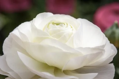 Close up of one white flower Stock Photos