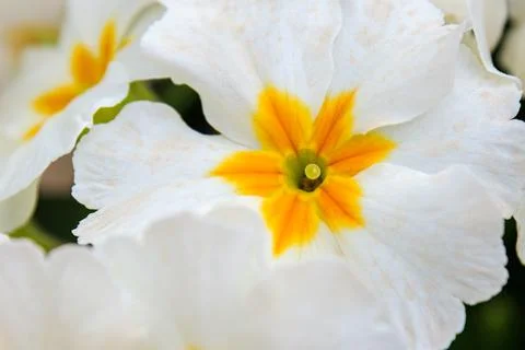 Close up of one white flower Stock Photos