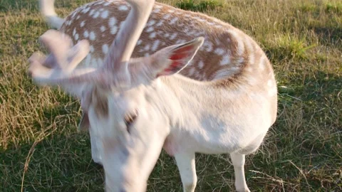 Close up of one white reindeer deer on the sunset in the evening. Stock Footage 147752134