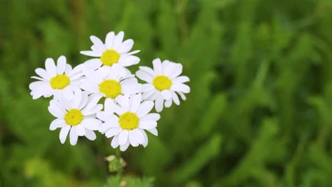Close-up of one wild chamomile flower on a blurred background of blooming Stock Footage 155914552