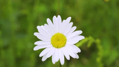 Close-up of one wild chamomile flower on a blurred background of blooming Stock Footage 155914755