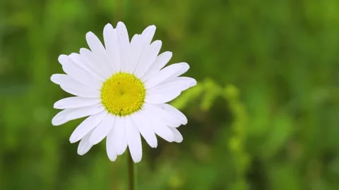 Close-up of one wild chamomile flower on a blurred background of blooming Stock Footage 156903070