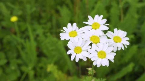 Close-up of one wild chamomile flower on a blurred background of blooming Stock Footage 156903108