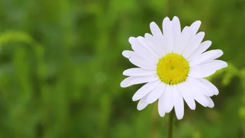 Close-up of one wild chamomile flower on a blurred background of blooming Stock Footage 157347784