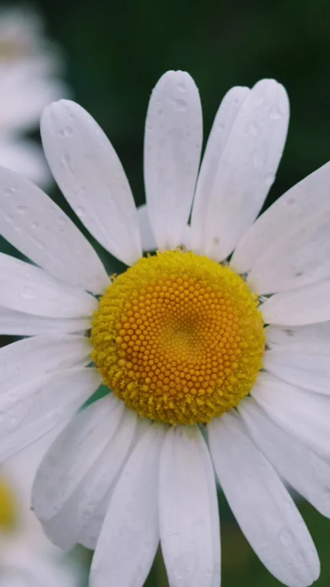 Close-up of one wild chamomile flower on blooming daisies in the meadow. Stock Footage 244812434