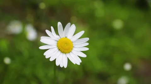 Close-up of one wild chamomile flower on a blurred background of blooming Stock Footage 309661123