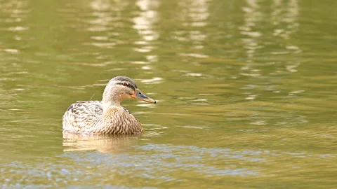 Close up of one wild mallard duck swimming in lake in Netherlands Stock Footage 237407175