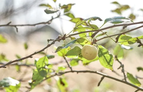 Close-up of one a yellow apple on a tree branch in a natural environment. The Stock Photos
