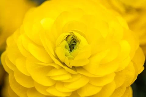 Close up of one yellow flower Stock Photos