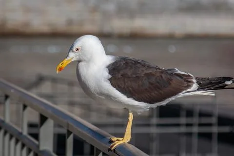 Close-up of one yellow-legged gull (Larus michahellis) on a handrail Stock Photos