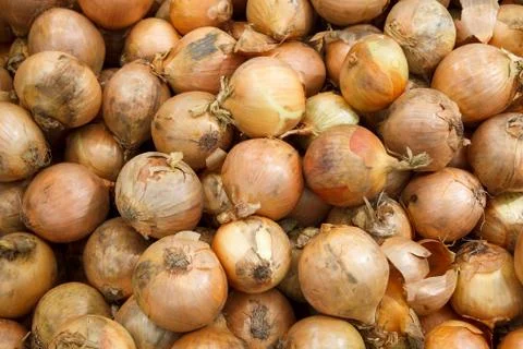 Close up onion Stock Photos