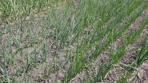 Close-up of onion plantation sprouts Stock Footage 123772664