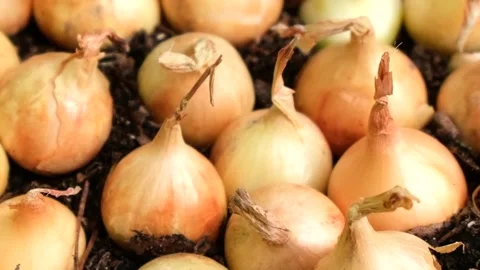 Close-up of onion sets placed in soil in container. Видео 332067624